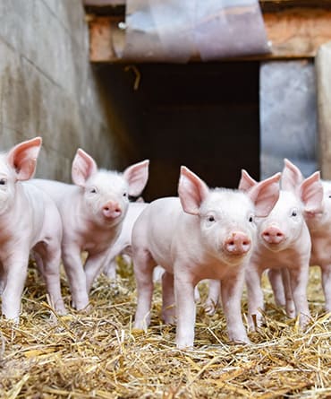 Simatel Technologie : vente matériel élevage porcin à Plumelin près de Pontivy (56)