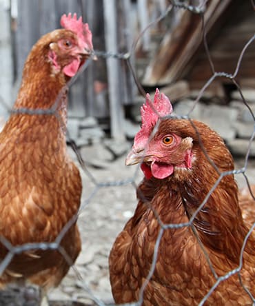 Simatel Technologie : vente matériel élevage avicole à Plumelin près de Pontivy (56)