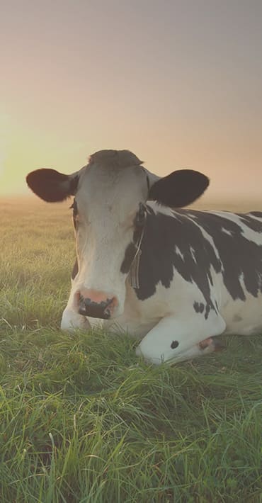 Simatel Technologie : vente matériel élevage bovin à Plumelin près de Pontivy (56)